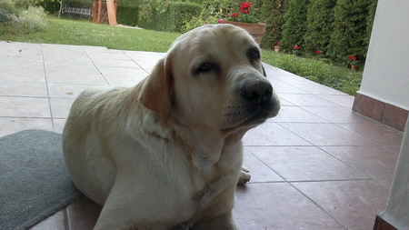 Labrador2.jpg