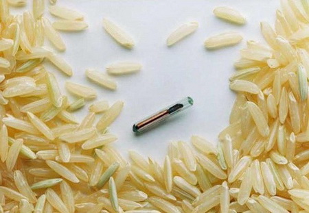 chip_rizs.jpg