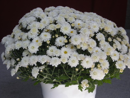 021_resize_450