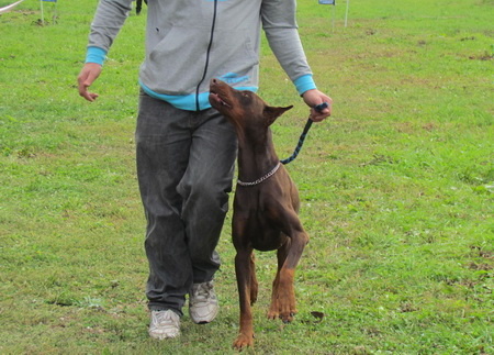 kutyas_450 kutyas_450