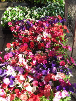 virag02_resize_400 virag02_resize_400