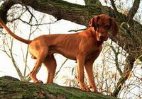 vizsla_resize_200