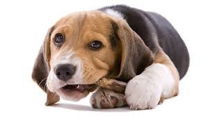 dog_teeth_299 dog_teeth_299
