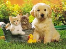 spring_holiday_pet_tips_photo_259