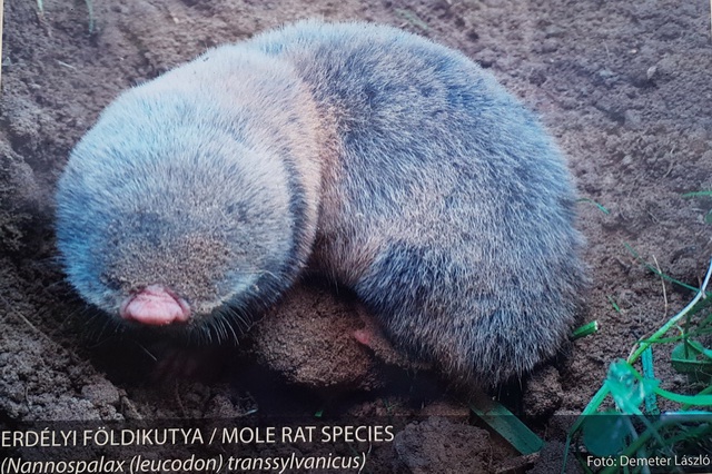fldikutya8_640_640