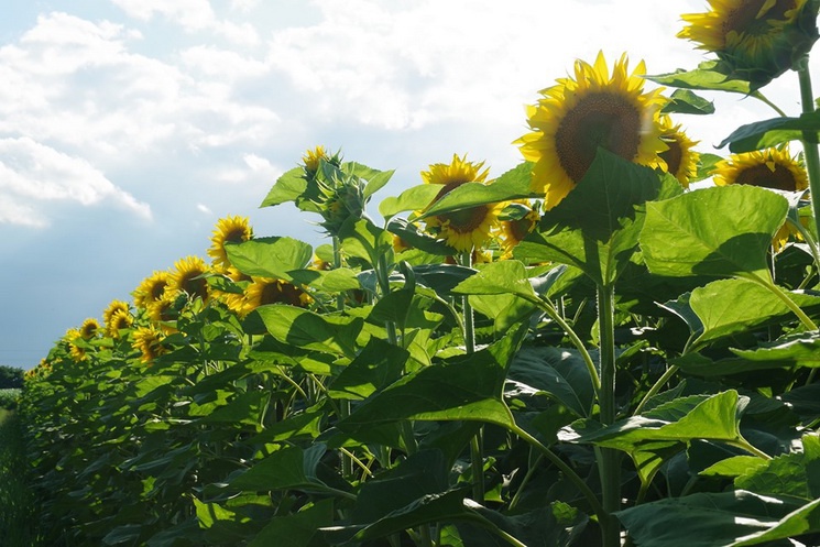 napkeres337k_-_apr_jnos_resize_745